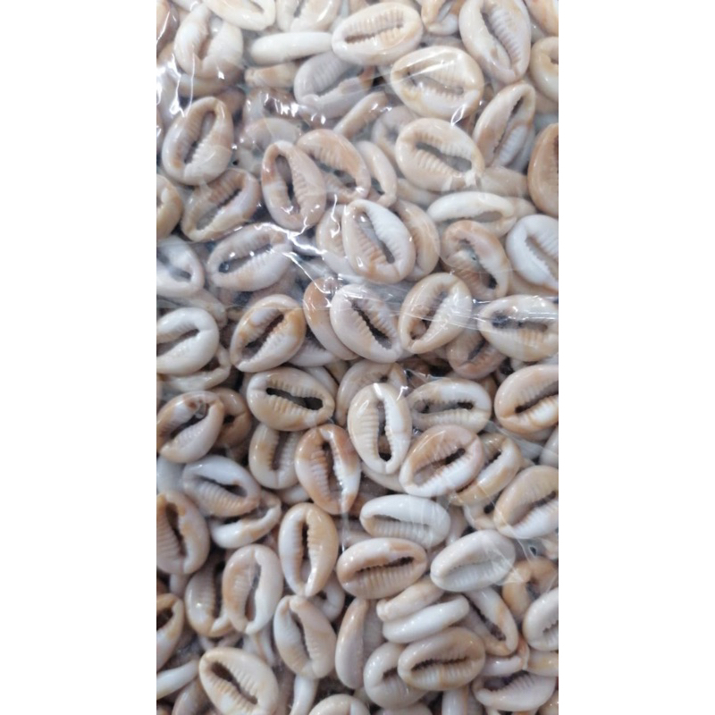 Búzios plastico