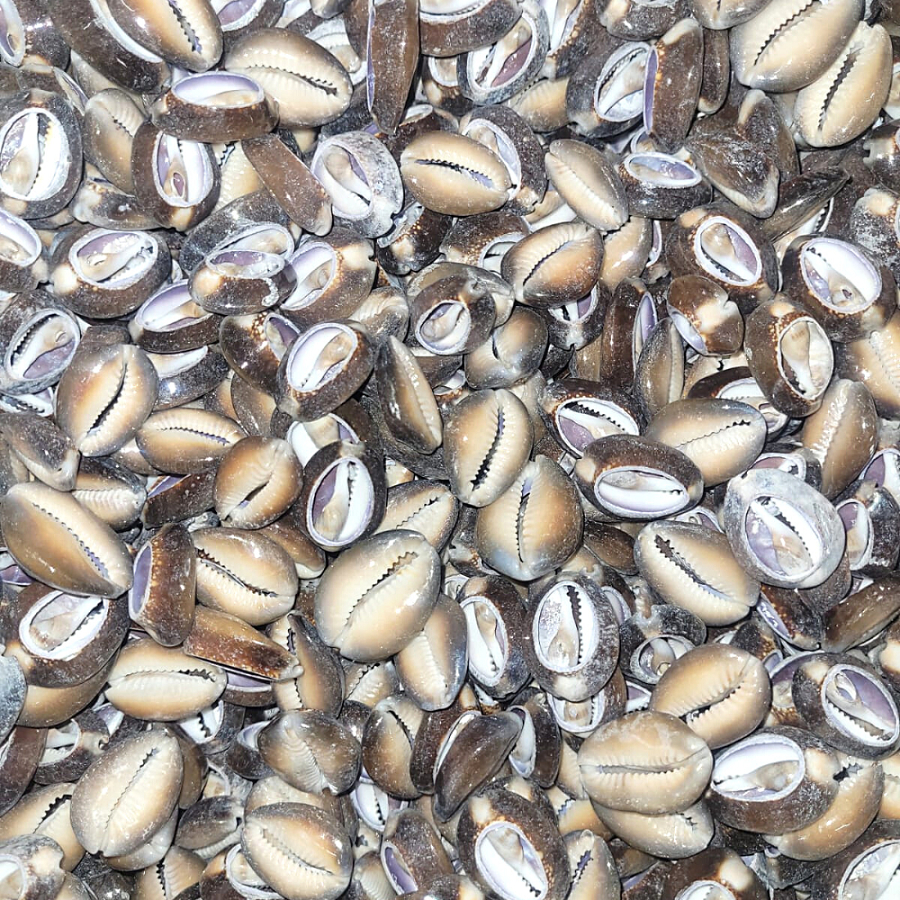 Detalhes do Búzios Africano Aberto - 100g (Aproximadamente 17 búzios) / 300g