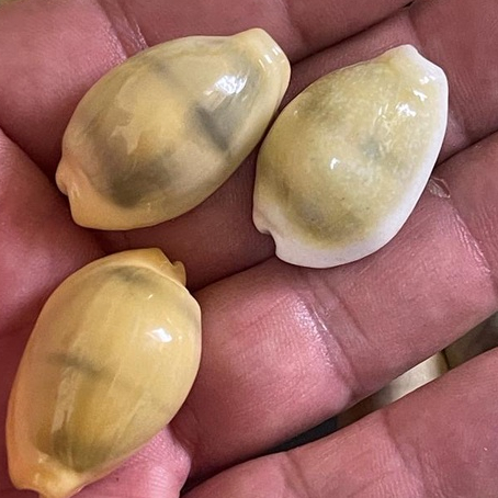 Buzios Gema Grande: Onde Comprar | BuscaProdutos