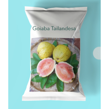 Sementes de goiaba gigante tailandesa