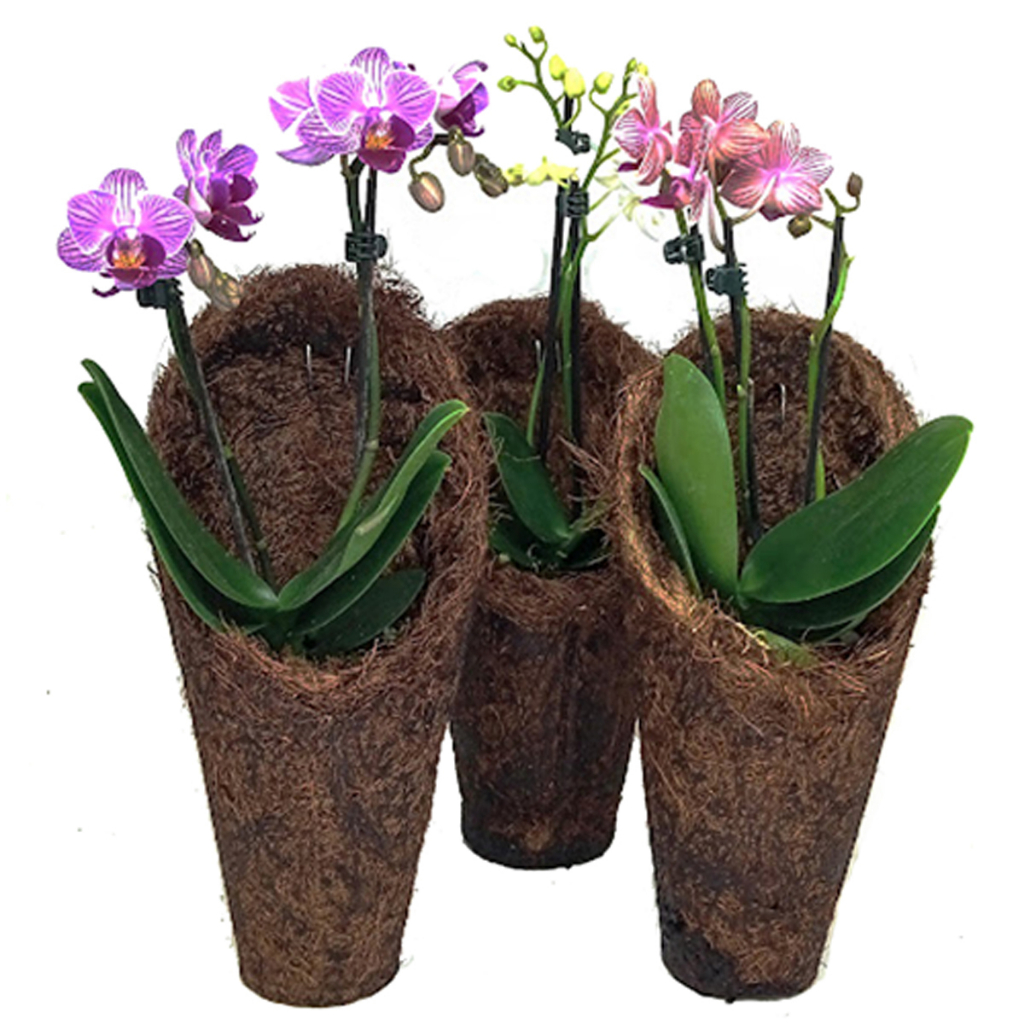 KIT 3 CACHEPOT DE FIBRA DE COCO modelo CONE CONCHA M Excelente para Orquídeas em Oferta na Shopee