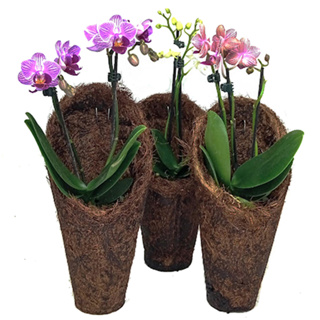 KIT 3 CACHEPOT DE FIBRA DE COCO modelo CONE CONCHA M Excelente para Orquídeas em Oferta na Shopee