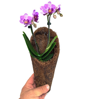 CACHEPOT FIBRA DE COCO CONE CONCHA M Excelente para orquídeas, bromélias entre outras. em Oferta na Shopee