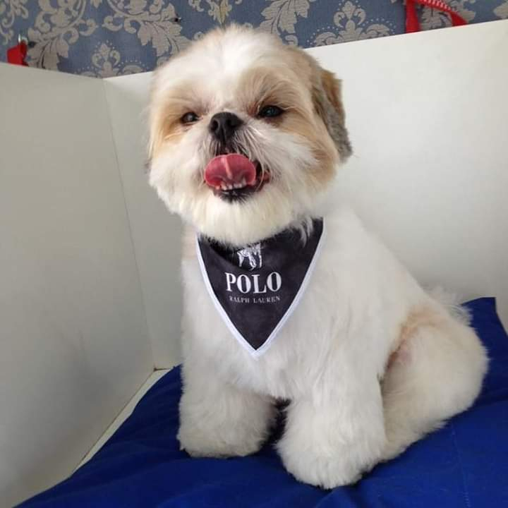 100 Bandanas P M G, 30 P, 50 M, 20 G, Com Viés Estampas Variadas Pet Shop Cachorro