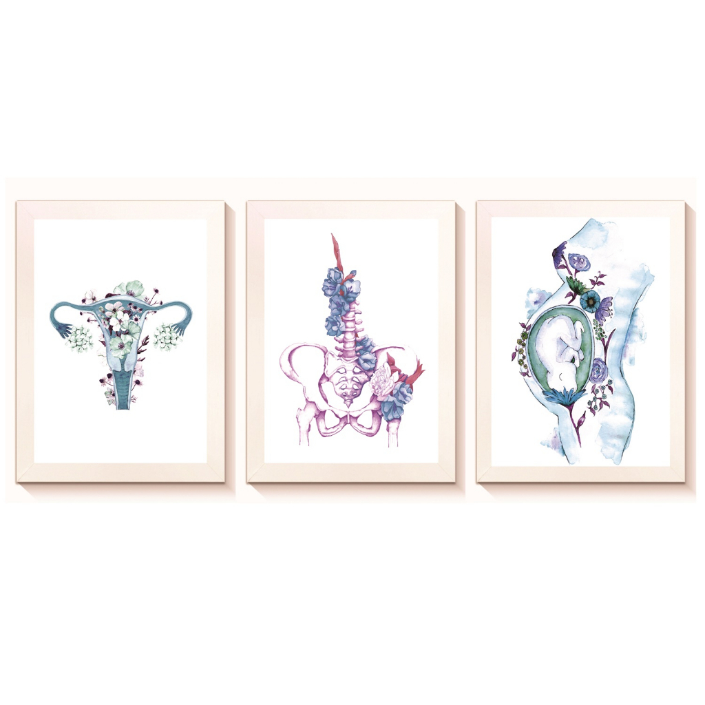 Kit 3 Quadros Decorativos Útero Pelve Gestante Medicina 20x30cm Molduras Madeira Vidro Brancas