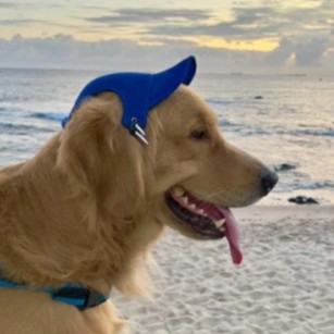 PET Boné para Pets para Cães - Bone pet Shop- Cachorro e gato - macho e fêmea Banho e tosa Chapeu chapéu