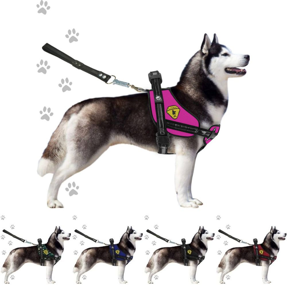 O que é Canil para Pitbull? Guia e Onde Comprar | BuscaProdutos