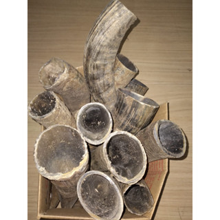KIT COM 12 UNIDADES CHIFRE DE BOI BRUTO