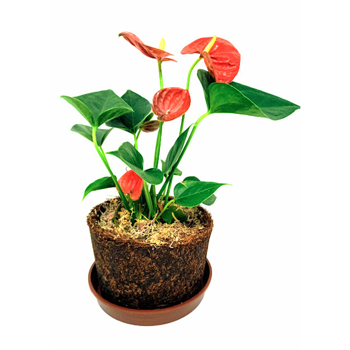 1 Kit VASO modelo xaxim p FIBRA DE COCO BARATO + Prato ( avenca, samambaias, jiboias, orquídeas entre outras)