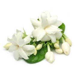 Essência Jasmim Floral Para Aromatizador de Ambiente, Home Spray, Cremes e Sabonetes - 50ml