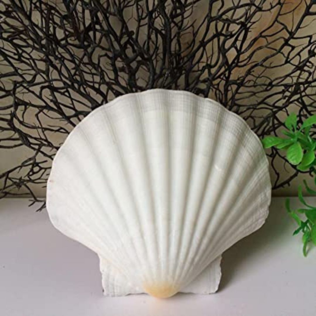 Concha Natural Shell Grande