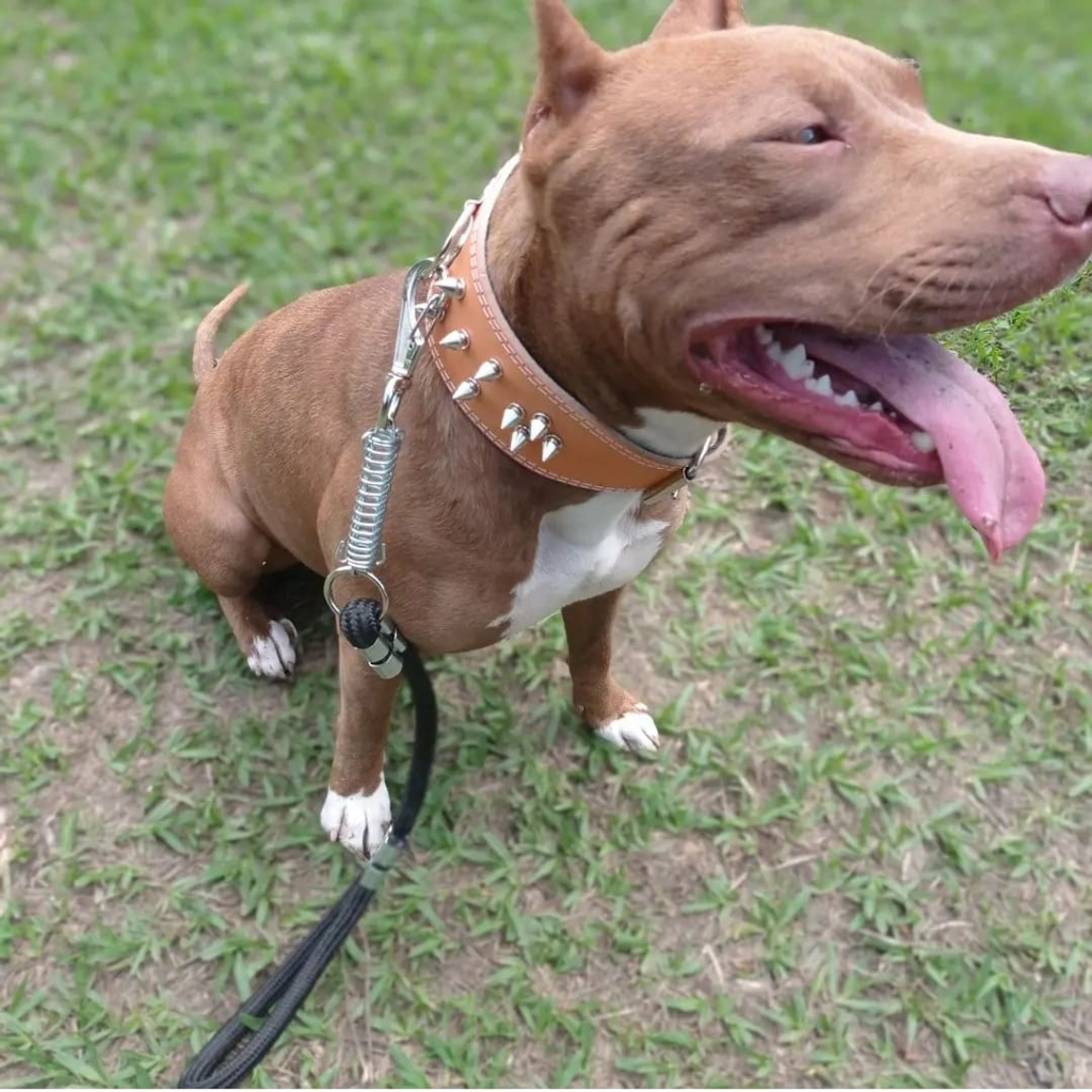 Coleira SPIKES  para cachorros pet com cravos e de couro para cachorros de médio porte e grande porte fortes e grandes