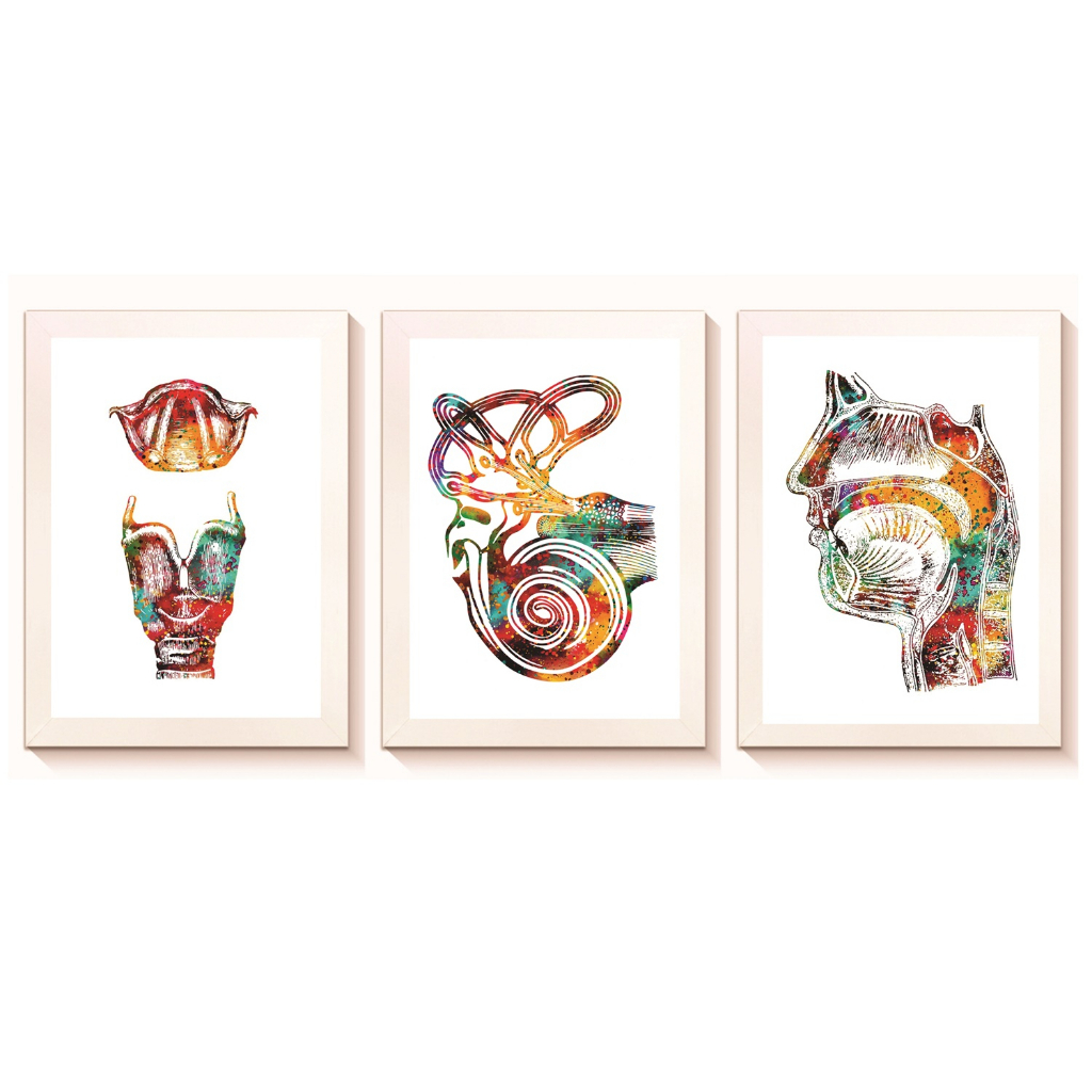 Kit 3 Quadros Decorativo Otorrinolaringologia Moldura 20x30cm Madeira Vidro Cor Branca