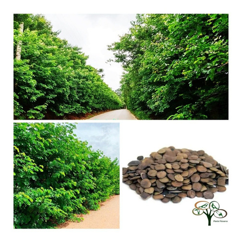 2000 sementes de sansão do campo cerca viva para plantio