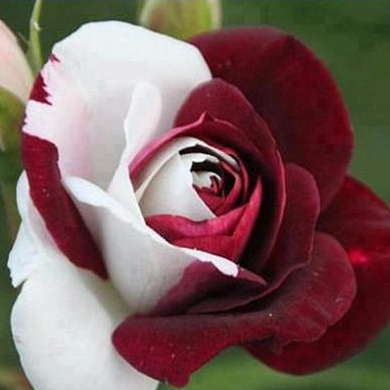 600 sementes de flores raras rosas coloridas pra jardim - frete rápido pra fazer muda