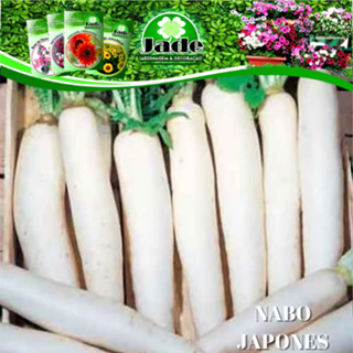 50 Semente de Nabo Rabano Japonês Hortaliça - Sementes Isla redondo em Oferta na Shopee