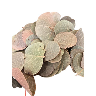 Folha Moeda Desidratada Natural - 25 Gramas - Perfeita Para Arranjos, Vitrine de Loja, Casamentos - Envio Imediato