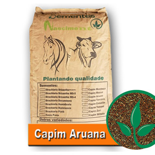 Sementes de Capim Aruana 2kg excelente para formar pastagem