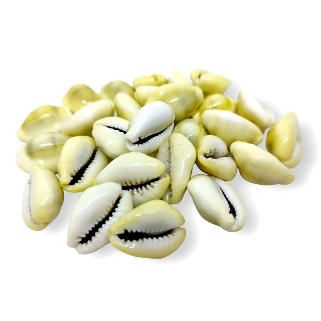Búzios Gema Natural Fechado Unidade