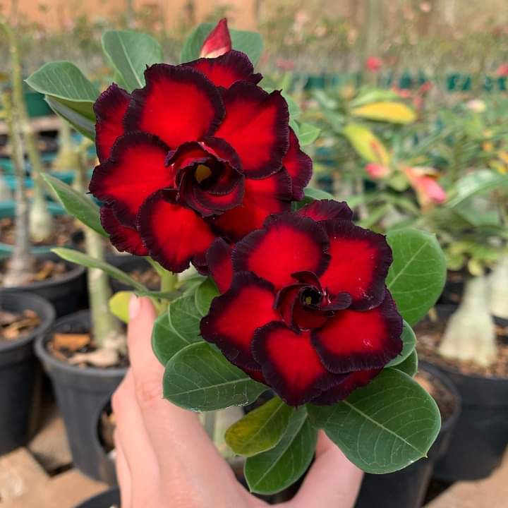 rosa do deserto vermelha c/b preta 10 seeds