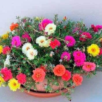 2400 Sementes Flor Onze Horas Raras Vermelha Amarela Rosa