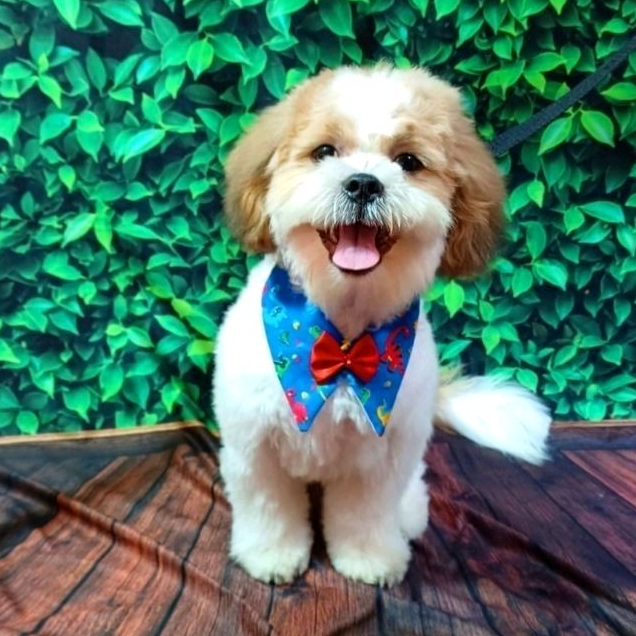 Kit com 10 Bandanas estilo Colarinhos pet