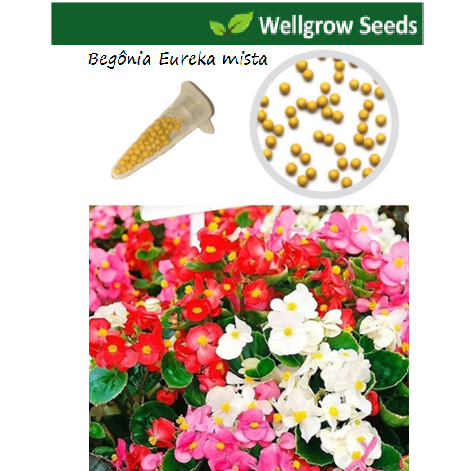 5 sementes da linda flor Begônia Eureka mista