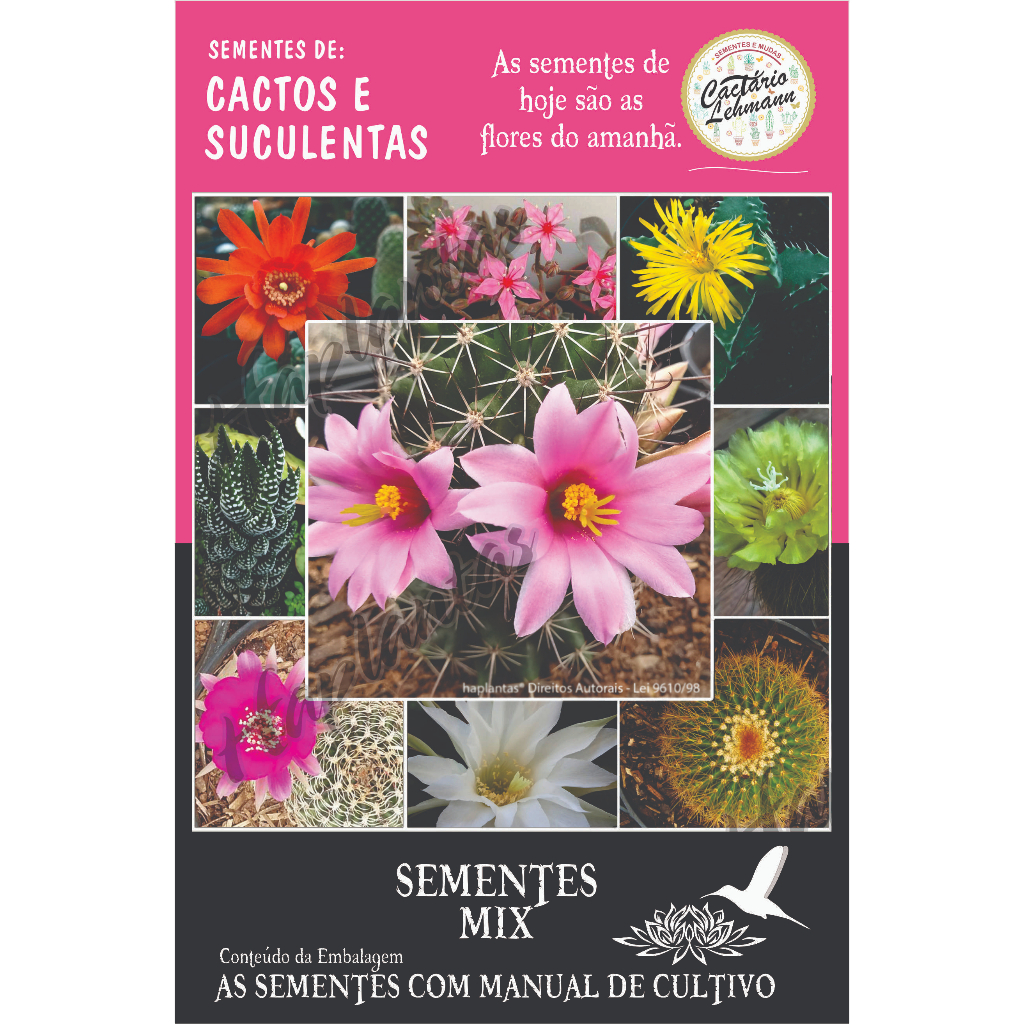 1000 Variedade Mini Suculenta cacto Raro sementes Para colecionar