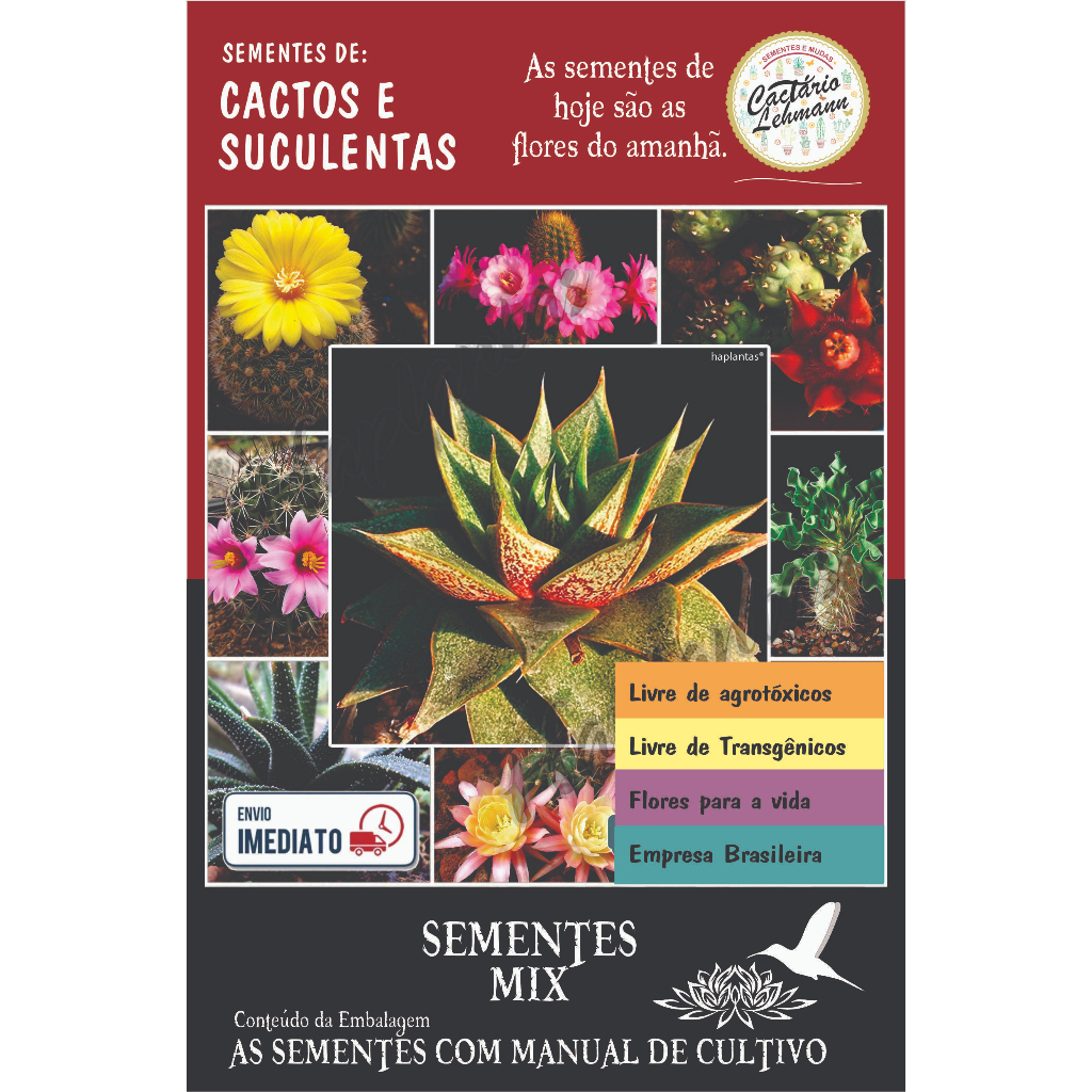 500 Sementes Suculentas Mini Cacto +++ Folheto Como Plantar