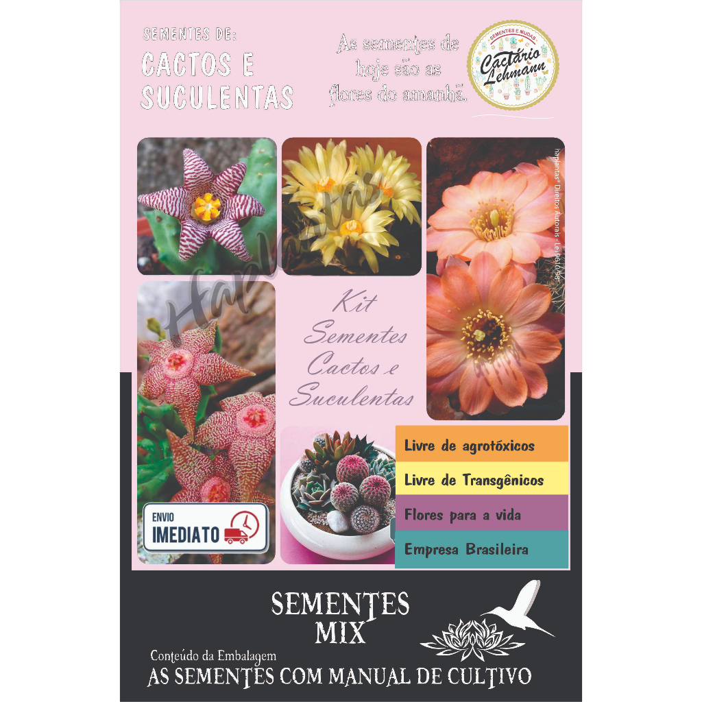 1000 Sementes Suculentas Mini Cacto + manual de cultivo