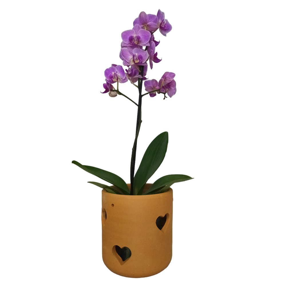 Vaso De Barro Para Orquidea Cachepot Com Furos De Coração