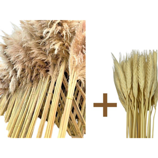 kIT: 15 Capim dos Pampas de 1,2 m (Grande)  + 30 Trigo. em Oferta na Shopee