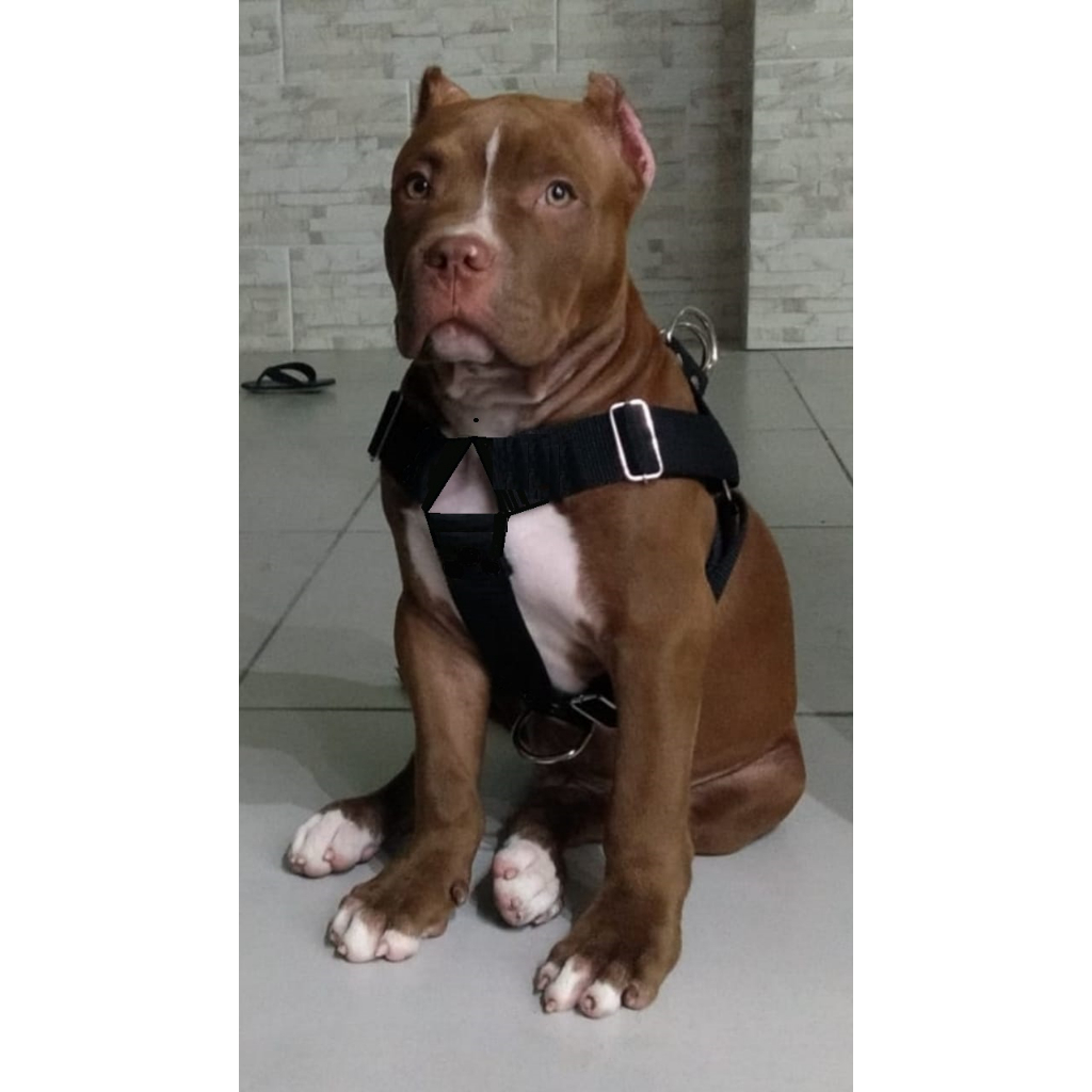 peitoral - Preto GG  costurado trava engate rápido  Belga Malinois guia 3mts