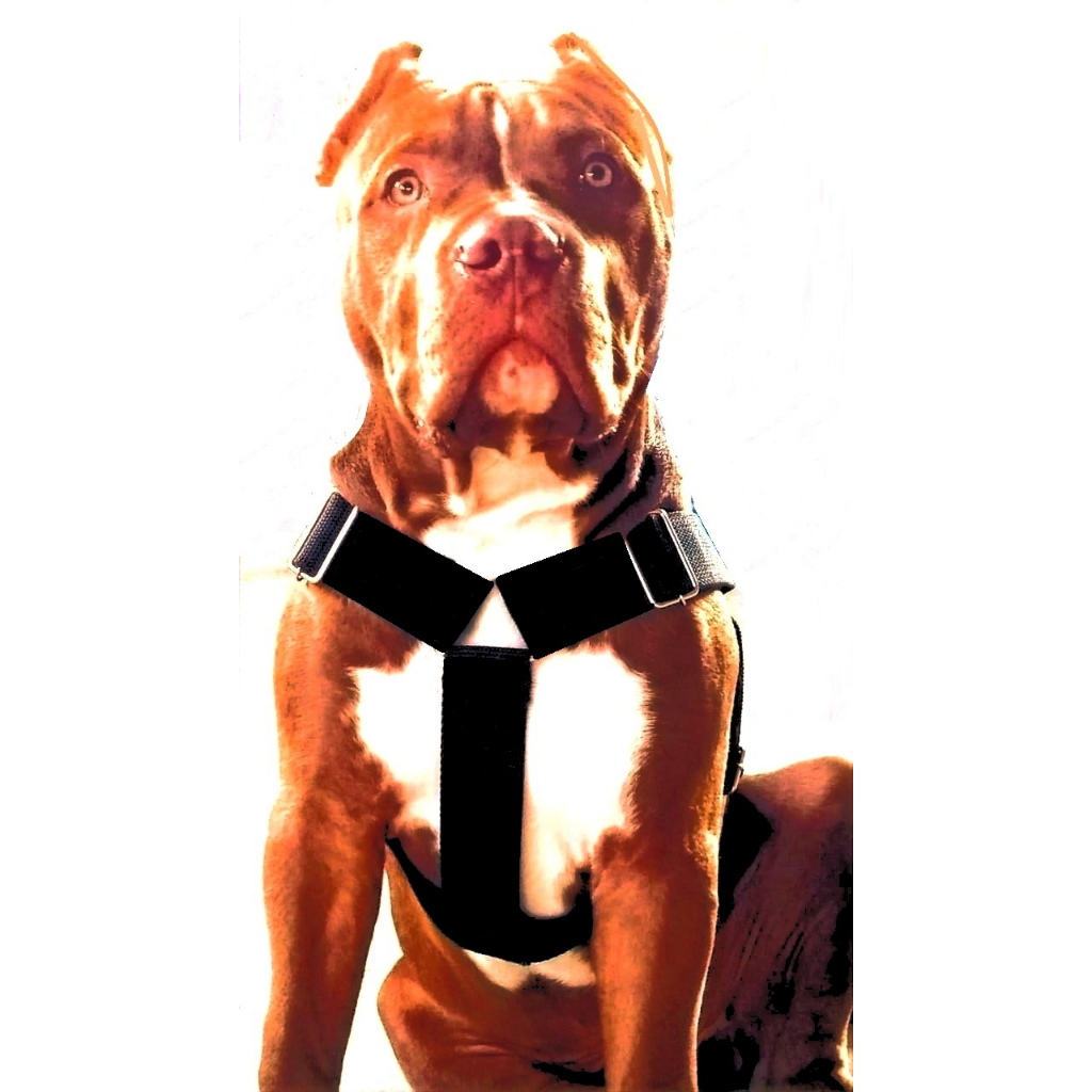 peitoral - Vermelho G  costurado trava engate rápido  Belga Malinois + guia 3mts