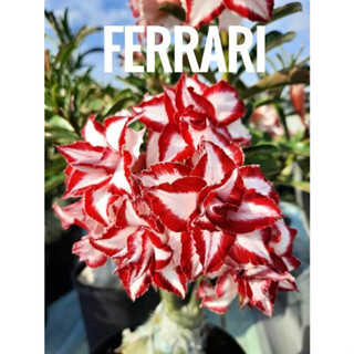 rosa do deserto ferrari 10 seeds em Oferta na Shopee