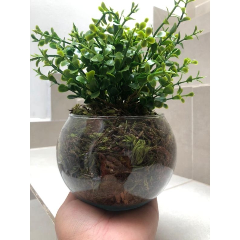 Arranjo de Verdinhos no Vaso Redondo de Vidro - Tamanho 20 cm de Altura - Perfeito para Decoração