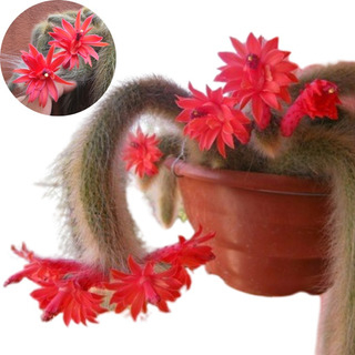 Cacto Cauda de Macaco Muda: Onde Comprar | BuscaProdutos