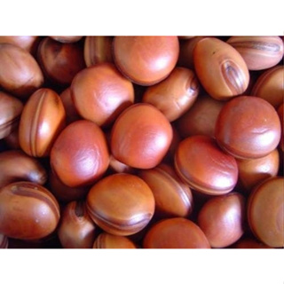 Semente De Olho De Boi Natural Sem Furo Mucunã - Contra Inveja - 10 Unidades em Oferta na Shopee