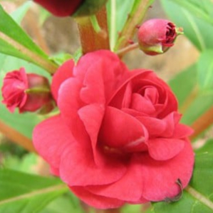 Beijo de Frade Dobrado Rosa Sementes: Onde Comprar | BuscaProdutos