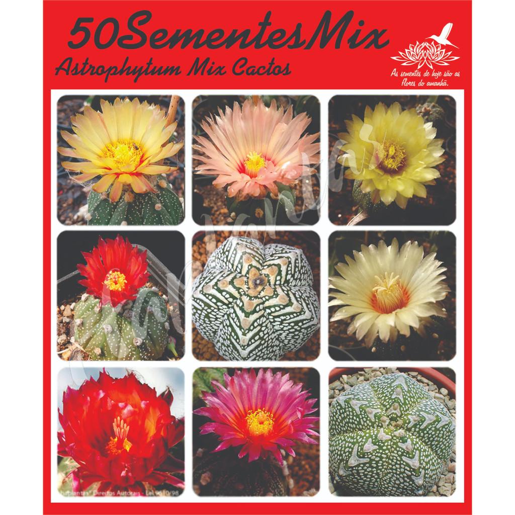 50 sementes Astrophytum Superkabuto cactos para muda - Astropitum