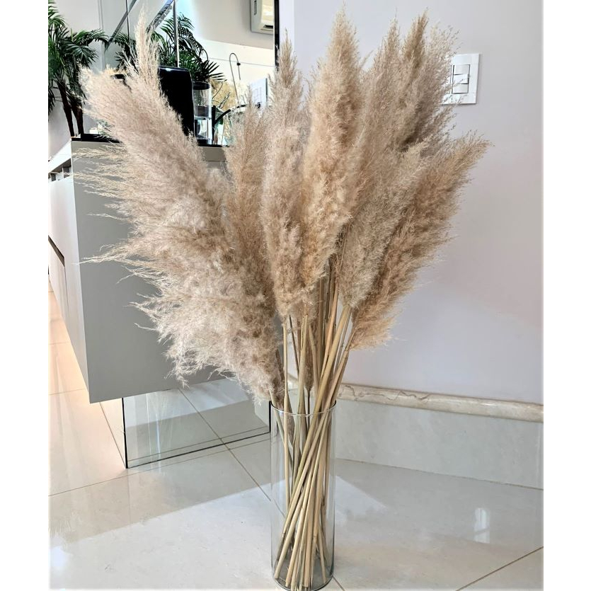 15 Capim dos Pampas de 1,2 m (Tam. Enorme) Natural, Desidratado, Sem emendas em Oferta na Shopee