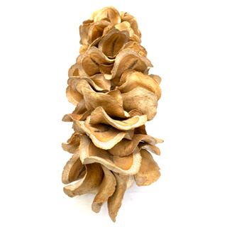 Kit 10 Unidades Cascas Tipo Boca de Sapo Decorações Arranjos Vasos Vitrines em Oferta na Shopee