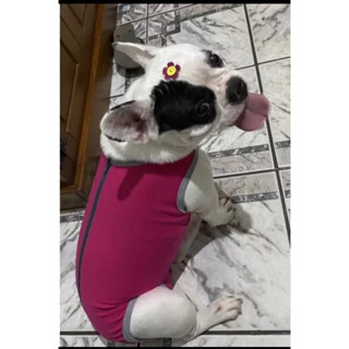 Kit 2 peças de roupas pós cirúrgica cães