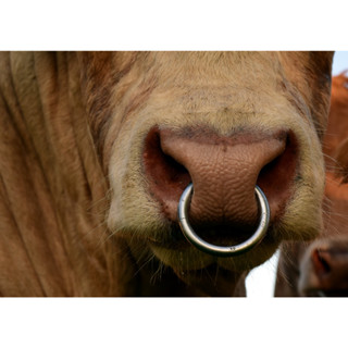 Piercing De Boi Argola Formiga De Aço Inox Para Gado