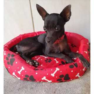 Cama Caminha Europa Pet Cachorro ou Gato Tamanho 1 PROMOÇÃO TECIDO GORGURINHO