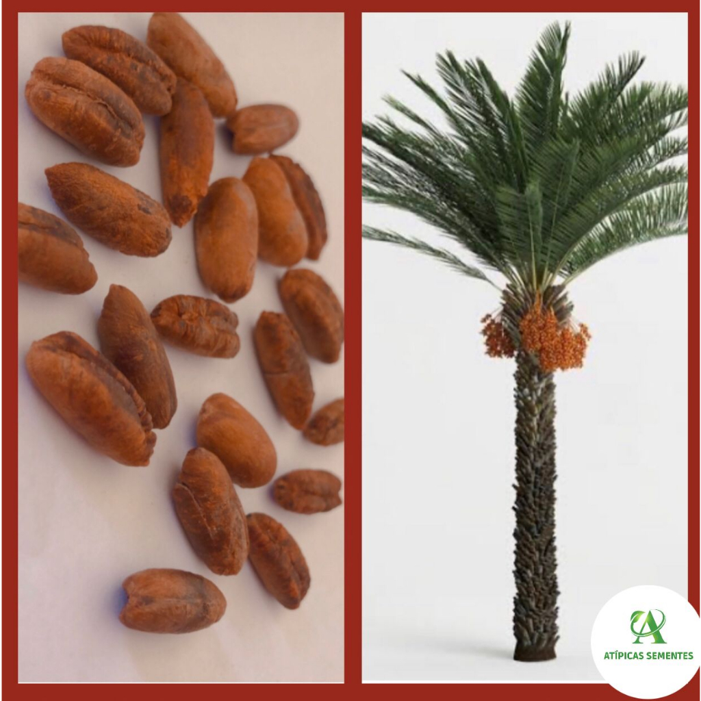 Semente da Palmeira Tamareira Canariensis