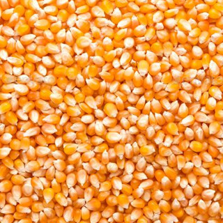 Milho de Pipoca 1kg - POPCORN Premium
