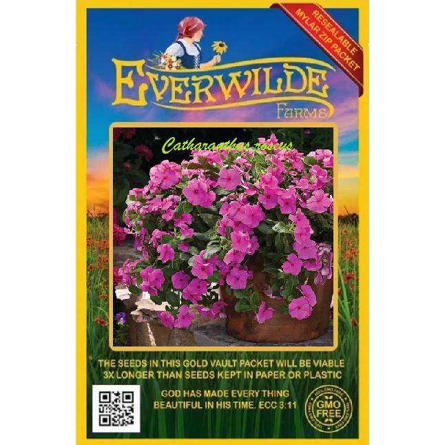 5 sementes de Vinca Pendente Cora Cascade Lilac