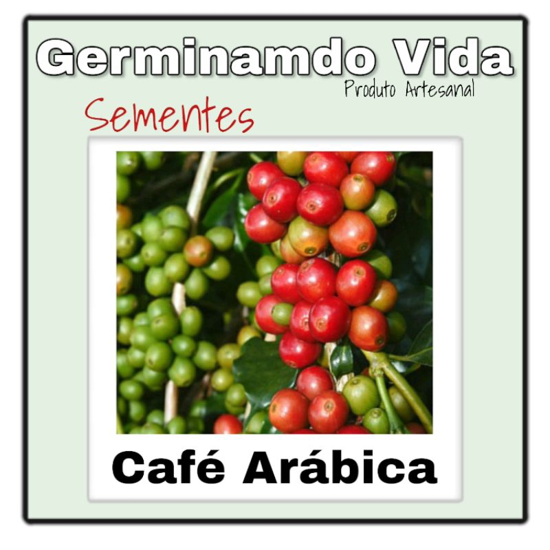 10 Sementes Café Arábica - Coff Arabica - Orgânico