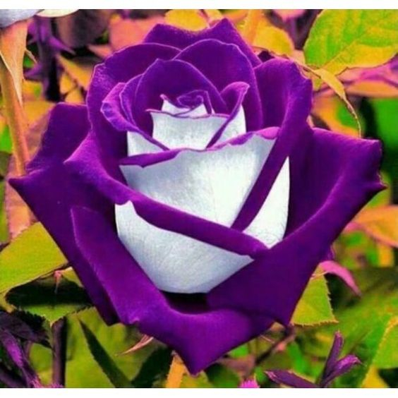 100 sements rosa osiria purple com manual de cultivo